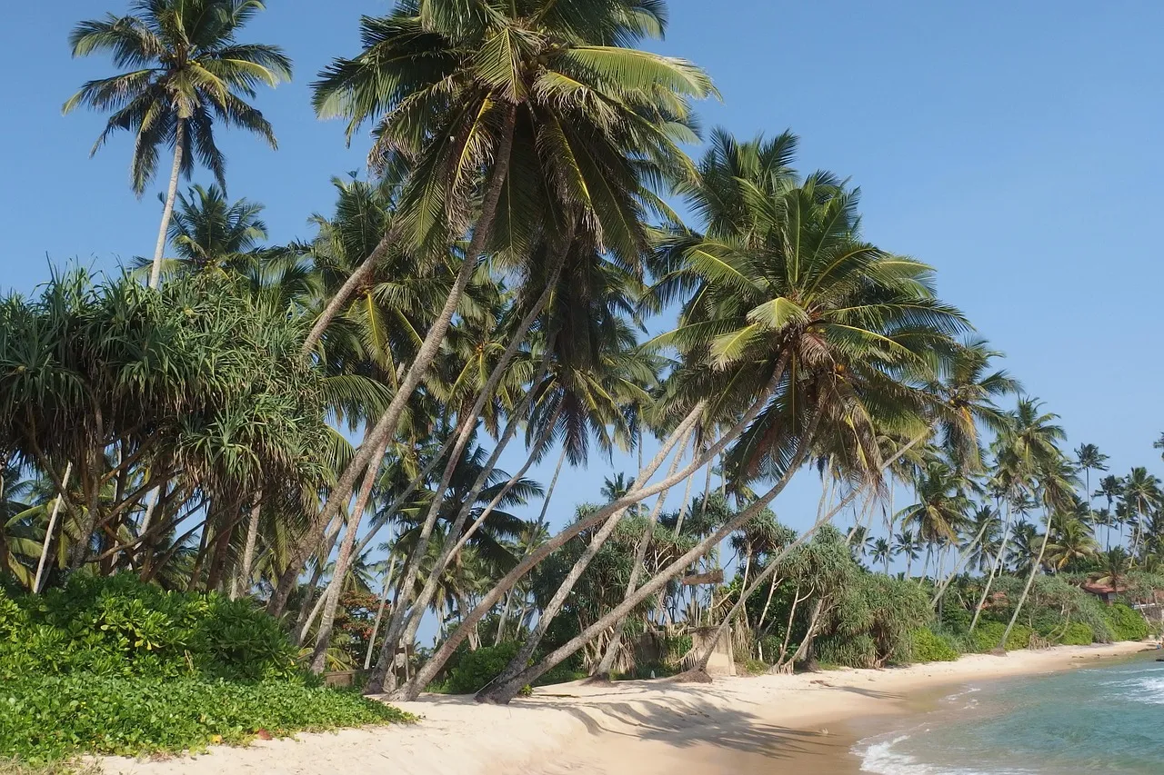 Coconut palms leaning over a quiet beach at Dickwella